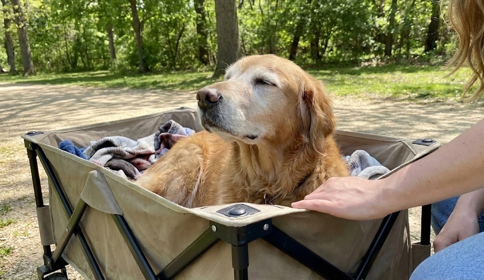 A senior dog, eyes closed in contentment, feeling the breeze from the safety of a wagon, with their loving caregiver right beside them. It should feel peaceful, not sad.